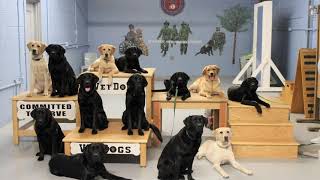 VetDogs01 1