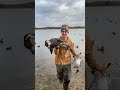 Early season pintail #duckhunting #texasduck #ducks #viralshorts