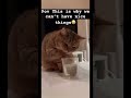 #cat #funny #kitten #memes #pets #dothingsyoudontwanttodo #cute #catsfood #youareoneofakind #ihave