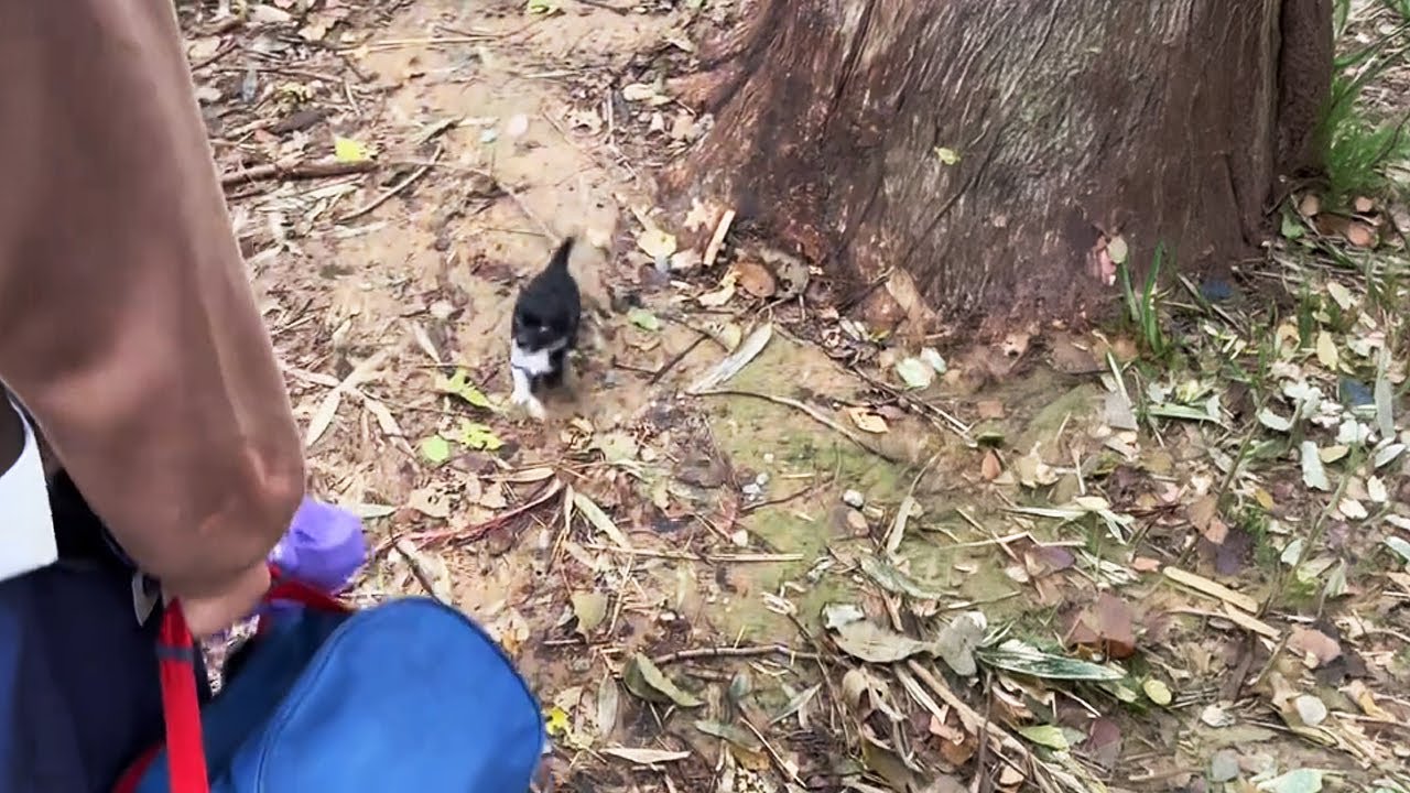 Найденный щенок был таким крошечным, что я приняла его за котенка!