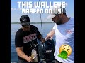 This walleye barfed on us