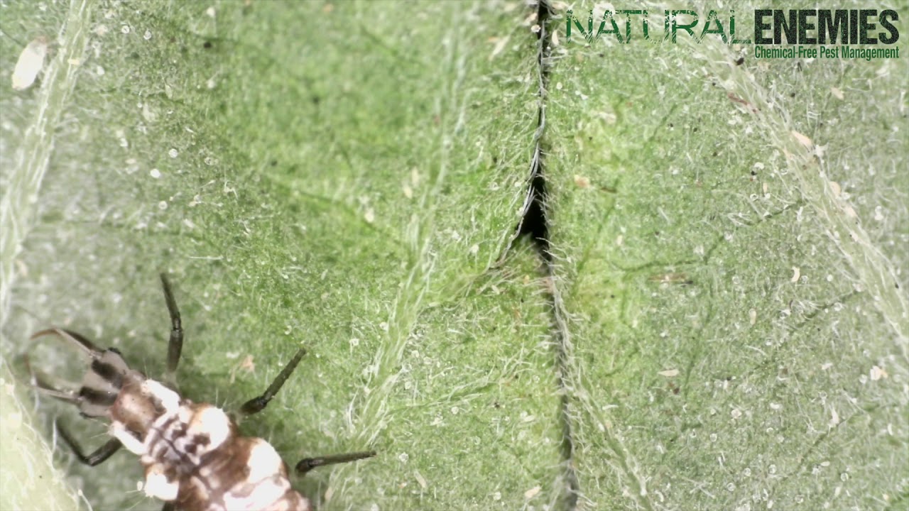 Chrysoperla and Russet Mites YouTube