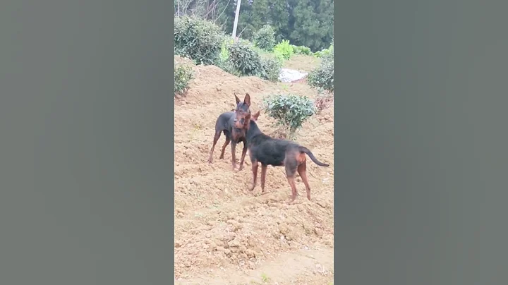 To create a dog miracleGreat partner 43