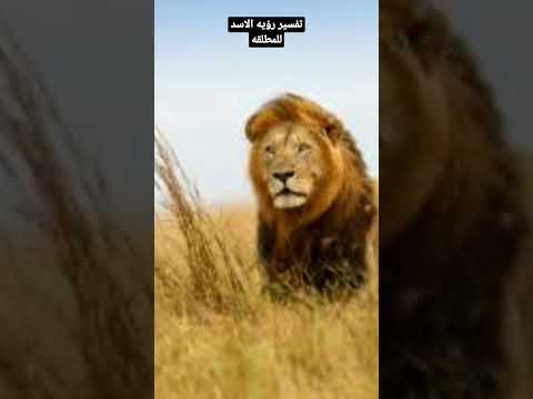 تفسير رؤيه الاسد للمطلقه