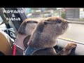 カップルみたいにドライブを楽しむカワウソ　Otters Enjoying Car Rides