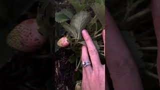 Growing Strawberries in Raised Beds 🍓
