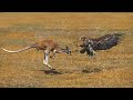 Wedge tailed eagles attack kangaroo