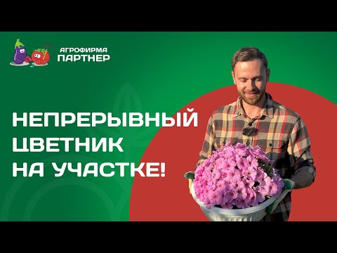 ВЫСАДКА ПЕТУНИЙ НА МЕСТО ТЮЛЬПАНОВ