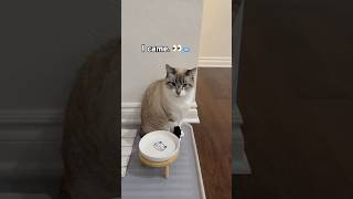 I came. I saw. I left. 🥣🤏 #cat #cute #funnycats #pets #jamong #shorts