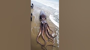 Thumbnail of octopus 🐙🦑 #imaginedragons #song #music #travel #merchantvessel #sealife #sea #octopus #fish #sea