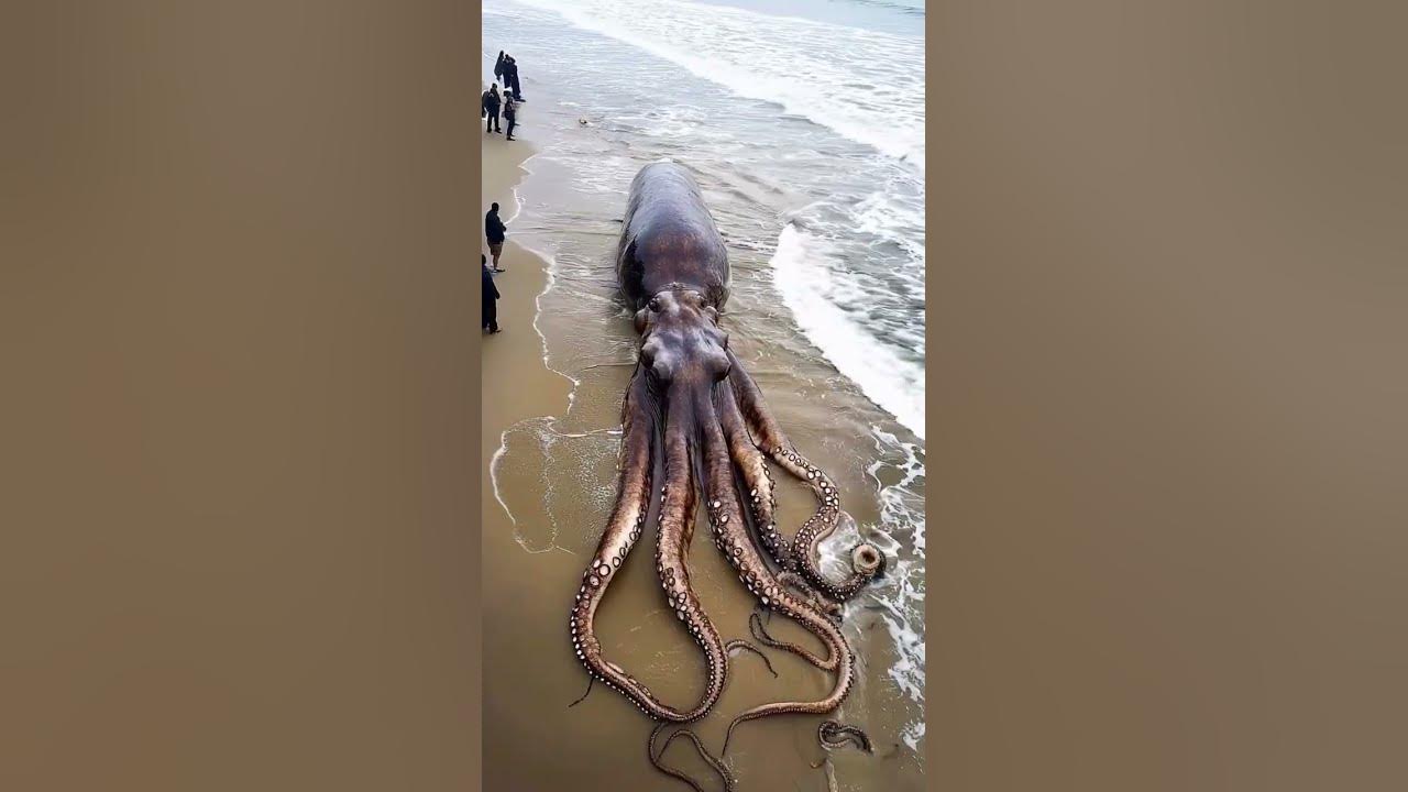 octopus 🐙🦑 #imaginedragons #song #music #travel #merchantvessel #sealife #sea #octopus #fish #sea
