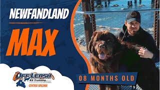 Max 8 mo Newfandland Best Virginia Dog Trainers