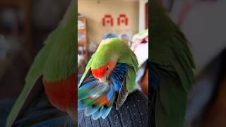 Colorful Bird Morning Routine ☀️ #shorts #birds #parrot #cute