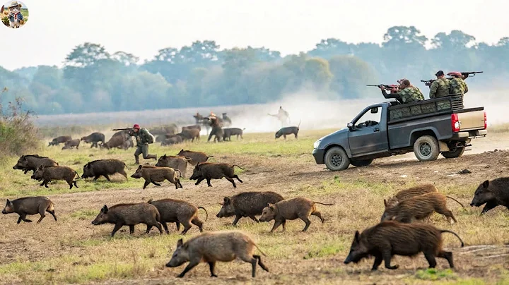 Large-Scale Wild Boar Hunt - Unexpectedly, There Were So Many Wild Boars, How Were They Taken Down?
