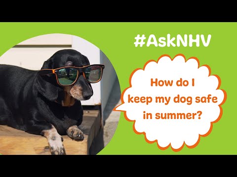 #AskNHV: How Do I Keep My Dog Safe In Summer?