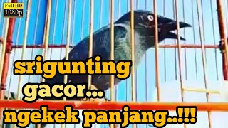 srigunting gacor isian lovebird ngekek panjang