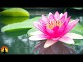 Relaxing Spa Music, Calming Music, Relaxation Music, Meditation Music, Instrumental Music, ✿646C