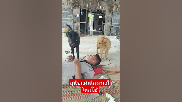 สุนัขเป็นงานเดินผ่านก็โดนใช้