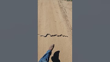 You have to see the size of this Gopher Snake #declanclinesnakes #Snake #reptiles #Python