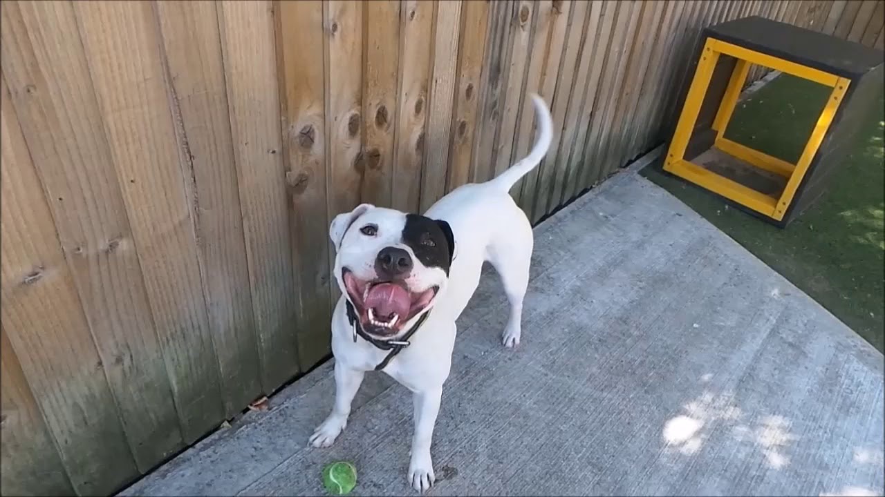wales wisconsin Dogs Trust Manchester - King Edwoof