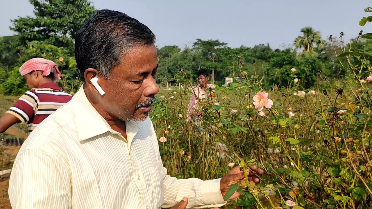 How to prune your rose plant get  nice bloom....