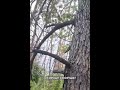 Украинские бойцы взяли пачку российских оккупантов в Серебрянском лесу