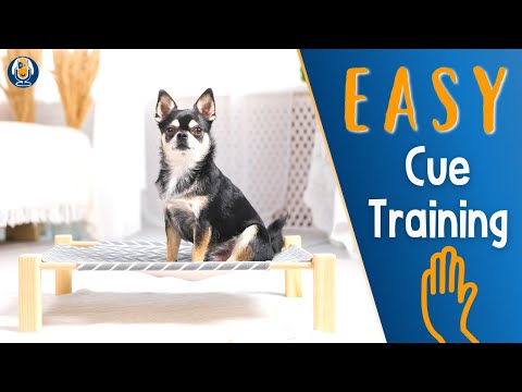 Video: Ask A Dog Trainer: 6 Penggunaan Cerdas Untuk Isyarat Sentuhan Tangan Anjing Anda