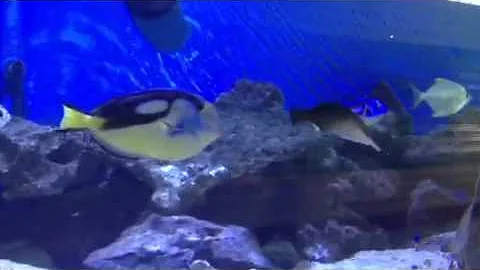 Mauritius Aquarium
