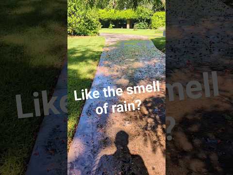 رائحة المطر رائحة المطر هل أعجبتك إليك السبب مطر رائحة المطر عطر عشاق الطبيعة