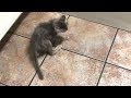 Amazing Story About Little Kitten Has Trouble To Stand Up and Walking
