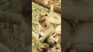Baby Monkey Got Discipline By Mom