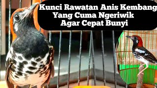 4 Perawatan Anis Kembang Cuma Ngeriwik Agar Cepat Bunyi