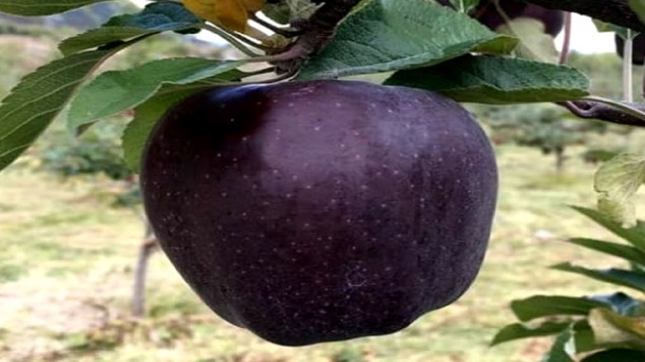 Mysterious Fruit found 10, 000 FT above Sea Level is making Farmers stir Crazy
