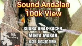 SUARA ANAK KACER DALAM SARANG PANGGIL INDUK