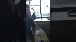 Deer crashes through New York bank window, sets off burglary alarm Wealth