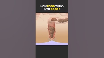 How Food Turns into Poop? #digestivesystem #poop #food #digestion #science #facts #shorts #usa