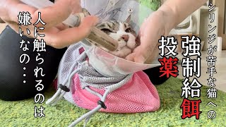 【強制給餌】シリンジが苦手な猫ふたばちゃんへの強制給餌