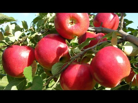 Video: Toxumdan alma ağacı yetişdirməyin 4 yolu