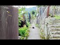 Hanasete nakatta koto - Maia Hirasawa さん(cover) singing voice only