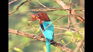 Mobile Ringtone Bird [Kingfisher_1_ringtone] screenshot 5