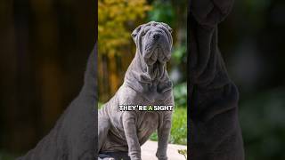 Shar Pei Dogs: What's with the WRINKLES