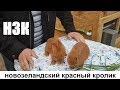 НЗК НОВОЗЕЛАНДСКИЙ КРАСНЫЙ КРОЛИК