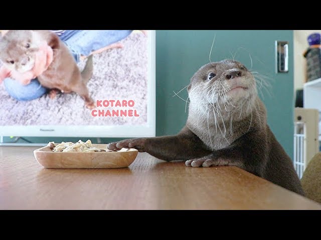 カワウソ コタロー　食事中にテレビで自分の動画を見せてみた　Kotaro the Otter Watching Himself on YouTube