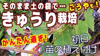 そのまま土の袋で、きゅうり と ごうや を栽培【①植え付け】