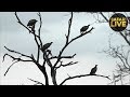 safariLIVE - November 1, 2018 - Sunset Safari