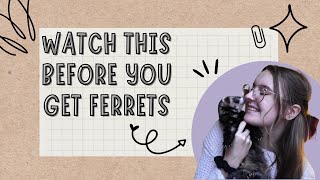 The Truth About Owning Ferrets