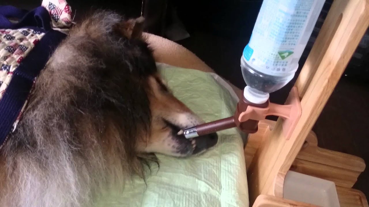 キャンディの水飲み 大型犬の介護 Youtube キャンディの水飲み 大型犬の介護 Youtube