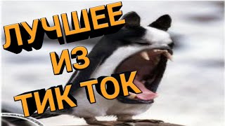 Ржака Из Tiktok