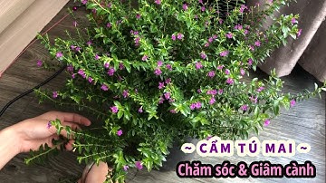 Cách Trồng Và Nhân Giống Cây CẨM TÚ MAI