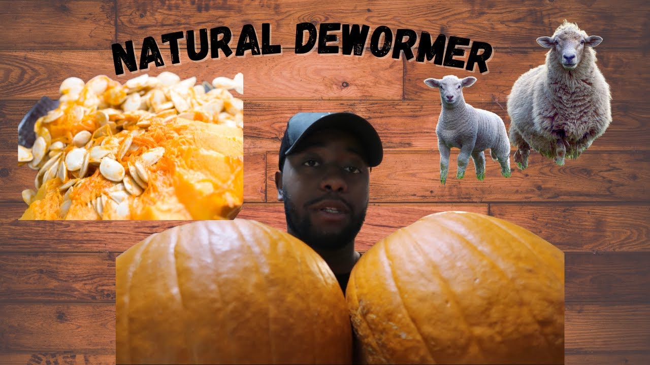 A Natural Sheep Dewormer Using Pumpkins YouTube